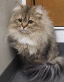 サイベリアン【・男の子・2021年6月18日・クリームシルバータビー&ホワイト】