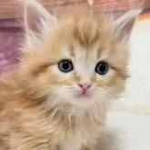 サイベリアン【埼玉県・男の子・2024年11月7日・レッドタビー&ホワイト】の写真3