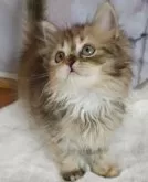 サイベリアン【埼玉県・女の子・2024年8月8日・ブラウンタビー】の写真3