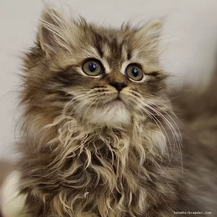 ID：2411-00706の子猫