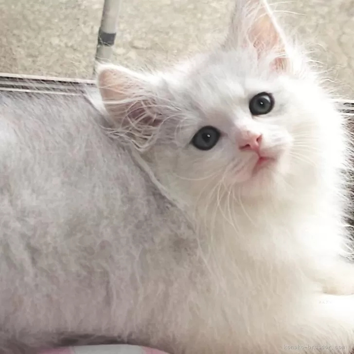 さも 様のお迎えした子猫