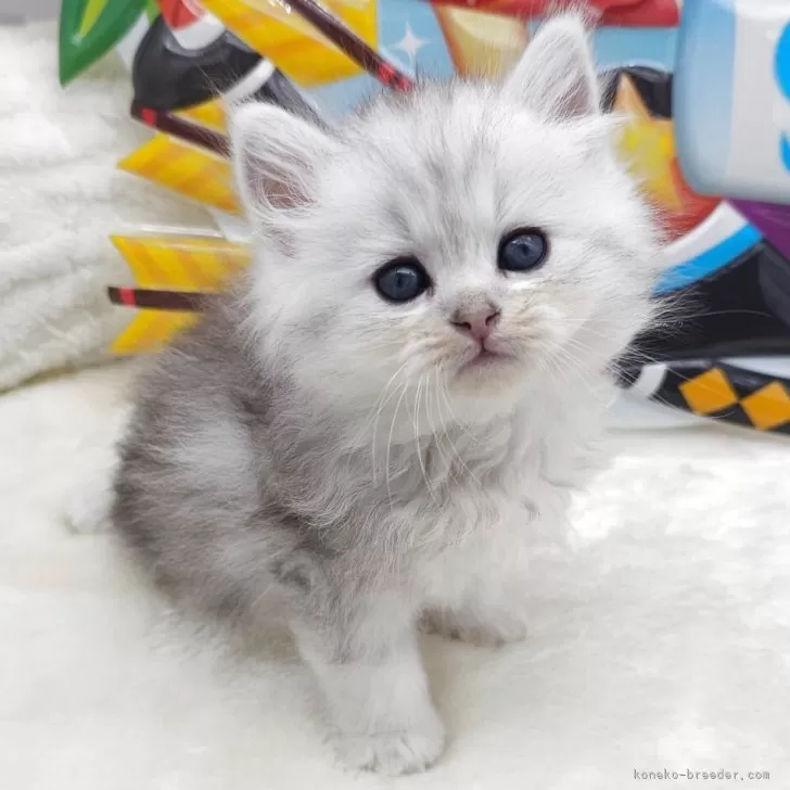 ID:2505-00151の子猫