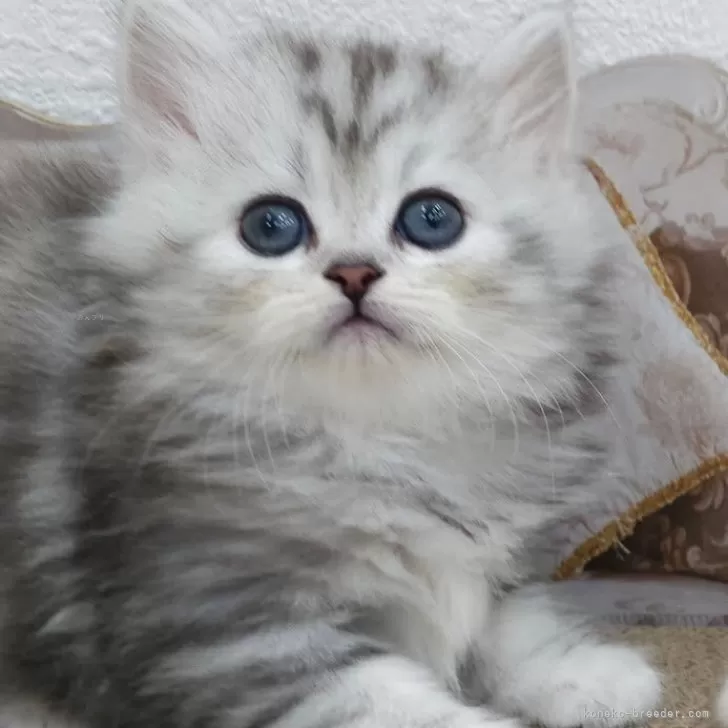 ID：2505-03367の子猫
