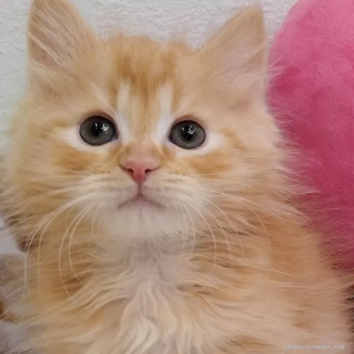 MEZ 様のお迎えした子猫