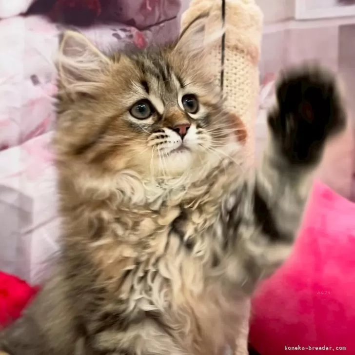 ID:2506-00634の子猫