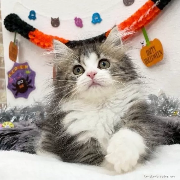 ID:2508-02661の子猫