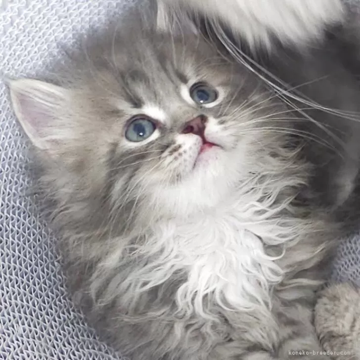 ID:2505-01587の子猫