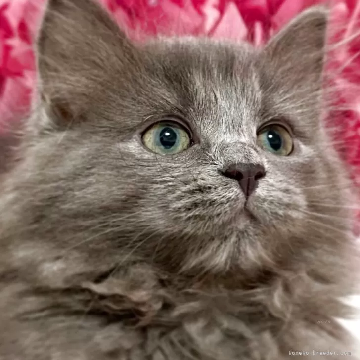 ID：2506-02499の子猫