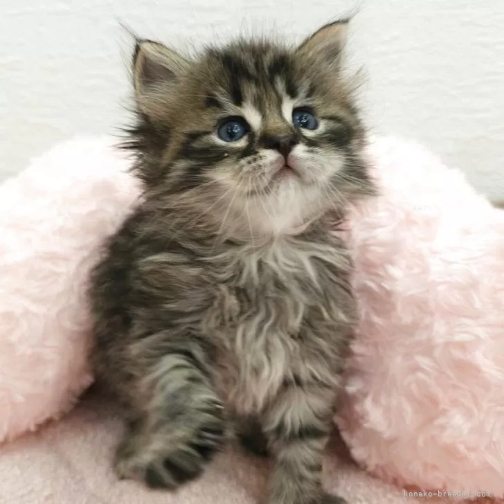 ID：2505-01583の子猫