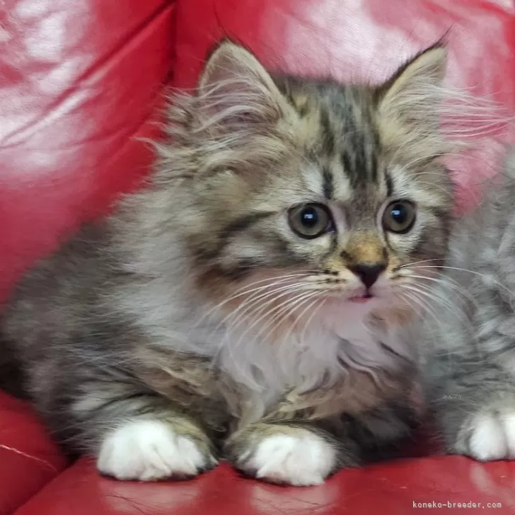 ID：2508-02667の子猫