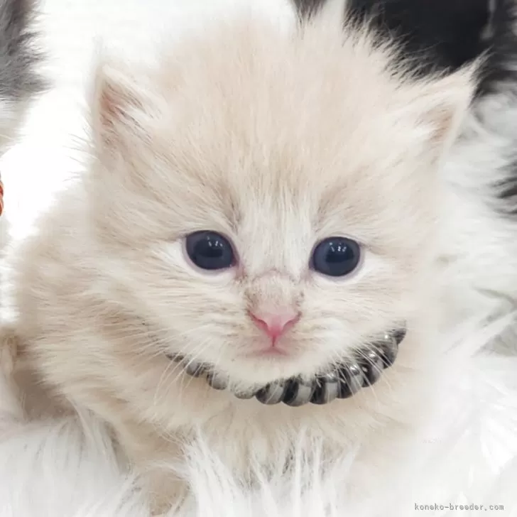 ID：2504-02439の子猫