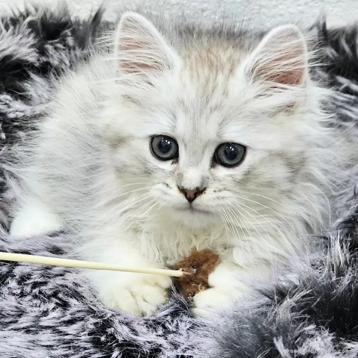 ID：2411-00407の子猫