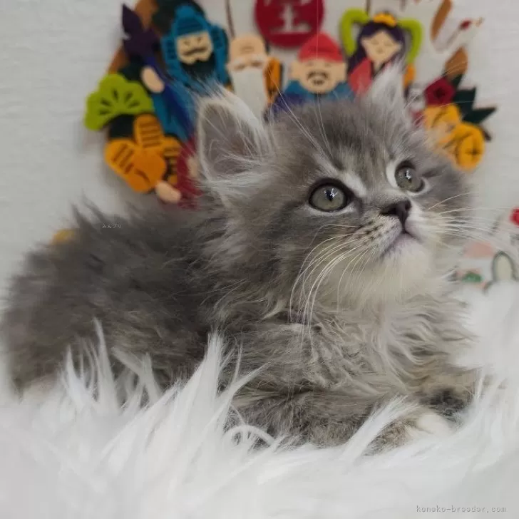 ID:2412-02035の子猫