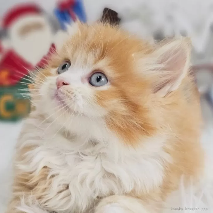 ID：2412-01863の子猫