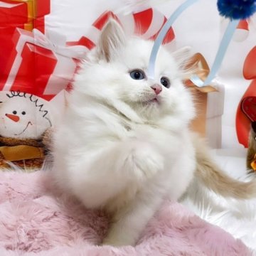 サイベリアン【埼玉県・男の子・2025年9月18日・レッドリンクスポイント（トリプルコート）】の写真「毛量のある綺麗な毛並み💗パパはチャンピオン🏅」