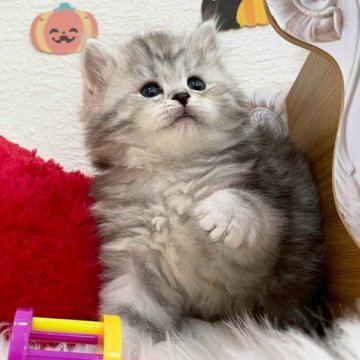 サイベリアン【埼玉県・女の子・2025年9月1日・シルバータビー（トリプルコート）】の写真「綺麗な毛色フワフワな毛並み💗」