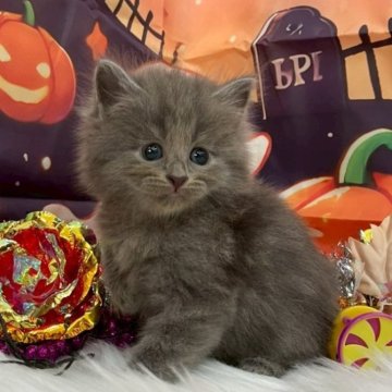 サイベリアン【埼玉県・男の子・2025年9月18日・ブルー（トリプルコート）】の写真「毛量のある綺麗な毛並み💗パパはチャンピオン🏅」