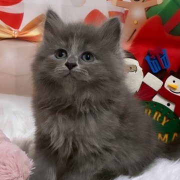 サイベリアン【埼玉県・男の子・2025年9月18日・ブルー（トリプルコート）】の写真「毛量のある綺麗な毛並み💗パパはチャンピオン🏅」