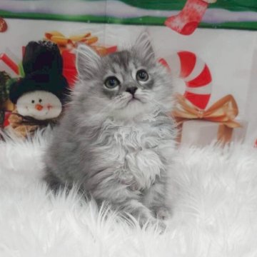 サイベリアン【埼玉県・男の子・2025年9月1日・シルバータビー（トリプルコート）】の写真「明るくて好奇心旺盛♫元気で社交的な男の子💙」