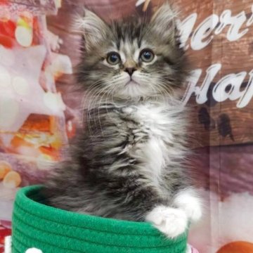 サイベリアン【埼玉県・女の子・2025年10月20日・ブラウンタビー&ホワイト】の写真「⭐️ふわふわの甘えん坊⭐️」