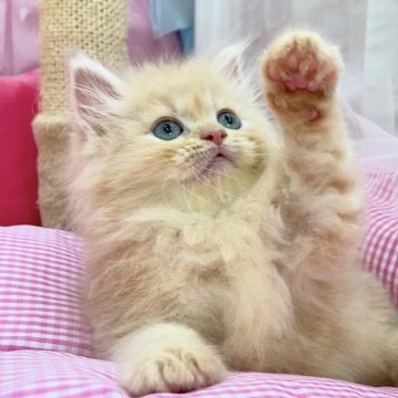 サイベリアン【埼玉県・男の子・2025年7月7日・クリームタビー（トリプルコート）】の写真「温厚でマイペース⭐️ふわふわな毛並みがチャームポイ」