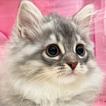 サイベリアン【埼玉県・男の子・2025年5月25日・シルバータビー&ホワイト】の写真「🎀【良縁応援キャンペーン 開催中】🎀」