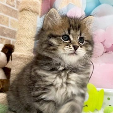 サイベリアン【埼玉県・男の子・2025年9月1日・ブラウンタビー（トリプルコート）】の写真「おもちゃで遊ぶのダイスキ💗毛量が多くフワフワ☁️」
