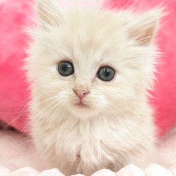 サイベリアン【埼玉県・男の子・2025年4月5日・クリームタビー（トリプルコート）】の写真「リサままの初子ちゃん♡パパはチャンピオン」