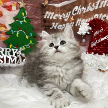 サイベリアン【埼玉県・女の子・2025年9月1日・シルバータビー（トリプルコート）】の写真「綺麗な毛色フワフワな毛並み💗」