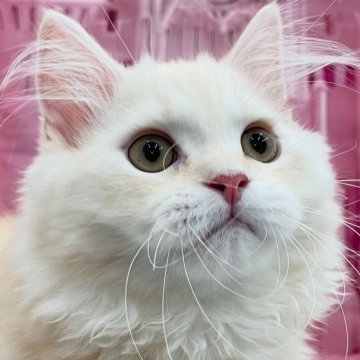 サイベリアン【埼玉県・男の子・2025年4月20日・クリームタビー&ホワイト（トリプルコート）】の写真「🎀【良縁応援キャンペーン 開催中】🎀」