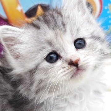 サイベリアン【埼玉県・女の子・2025年2月23日・シルバークラシックタビー&ホワイト（トリプルコート）】の写真「期間限定販売♡もふもふキュートな甘えん坊な子♡」