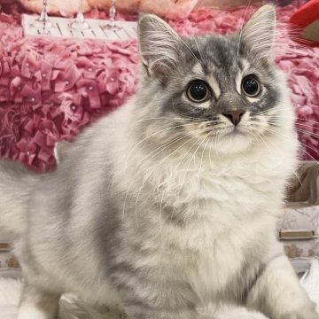 サイベリアン【埼玉県・男の子・2025年5月25日・シルバータビー&ホワイト】の写真「おメメ👀くりくり💓元気で温厚な性格」