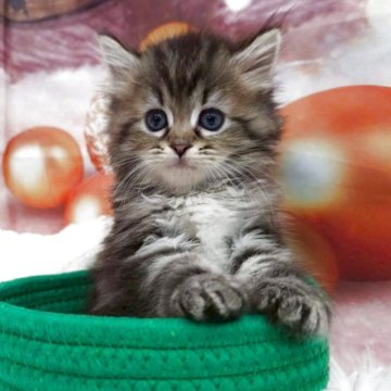 サイベリアン【埼玉県・男の子・2025年10月26日・ブラウンタビー】の写真「⭐️くりくりおめ目の甘えん坊パパはチャンピオン⭐️」