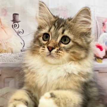 サイベリアン【埼玉県・男の子・2025年4月26日・ゴールドスポテットタビー（トリプルコート）】の写真「♡ブラックゴールドの美しい毛色のくりくりおめ目」