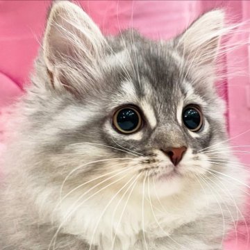 サイベリアン【埼玉県・男の子・2025年5月25日・シルバータビー&ホワイト】の写真「おメメ👀くりくり💓元気で温厚な性格」