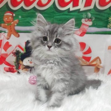 サイベリアン【埼玉県・男の子・2025年9月1日・シルバータビー（トリプルコート）】の写真「クールに見えて実は甘えん坊✨ ギャップにキュン💗」