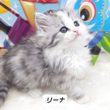 サイベリアン【埼玉県・女の子・2025年2月23日・シルバークラシックタビー&ホワイト（トリプルコート）】の写真「♡もふもふキュートな甘えん坊ちゃん♡」