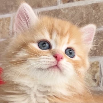サイベリアン【埼玉県・男の子・2025年6月25日・レッドタビー】の写真「💎人懐っこく甘えん坊くん💎」