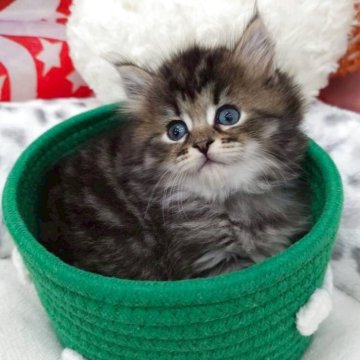 サイベリアン【埼玉県・男の子・2025年10月26日・ブラウンタビー】の写真「⭐️くりくりおめ目の甘えん坊パパはチャンピオン⭐️」