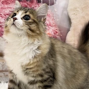 サイベリアン【埼玉県・女の子・2025年5月25日・ブラウンタビー&ホワイト】の写真「まん丸おメメ👀でまったりさん💓」