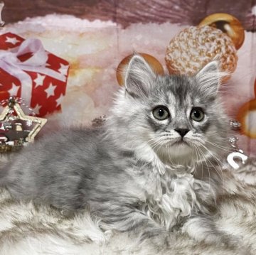 サイベリアン【埼玉県・男の子・2025年9月1日・シルバータビー（トリプルコート）】の写真「明るくて好奇心旺盛♫元気で社交的な男の子💙」