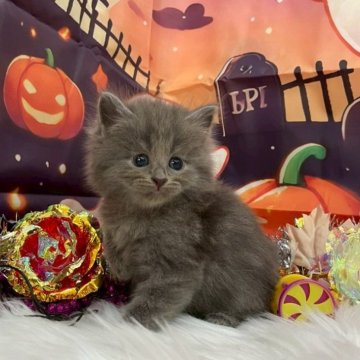 サイベリアン【埼玉県・男の子・2025年9月18日・ブルー（トリプルコート）】の写真「毛量のある綺麗な毛並み💗パパはチャンピオン🏅」