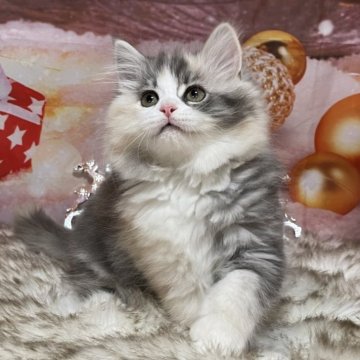 サイベリアン【埼玉県・女の子・2025年9月1日・ダイリュートキャリコ（トリプルコート）】の写真「ふわふわ姫💗やさしくておっとりタイプ🎵」