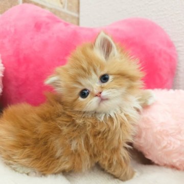 サイベリアン【埼玉県・男の子・2025年1月16日・レッドタビー&ホワイト（トリプルコート）】の写真「♡もふもふキュートな甘えん坊くん♡」