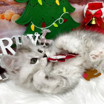 サイベリアン【埼玉県・女の子・2025年9月1日・シルバーパッチドタビー（トリプルコート）】の写真「毛量のある綺麗な毛並み💗女の子らしいお顔立ち🎀」