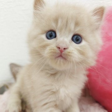 サイベリアン【埼玉県・男の子・2025年5月3日・クリームタビー（トリプルコート）】の写真「💕キュートな甘えん坊くん💕パパはチャンピオン」