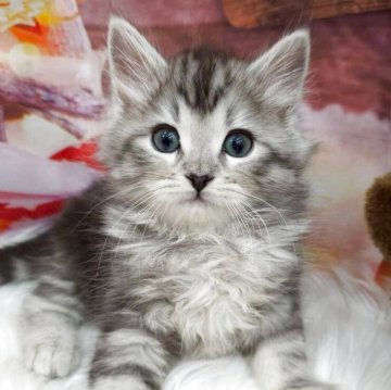 サイベリアン【埼玉県・男の子・2025年10月9日・シルバータビー】の写真「💎ふわふわ癒し系の男の子💎」