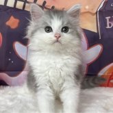 サイベリアン