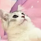 サイベリアン