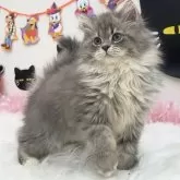 サイベリアン